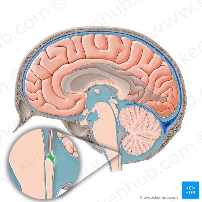 Median aperture of fourth ventricle (Apertura mediana ventriculi quarti); Image: Paul Kim