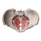 Muscles du plancher pelvien