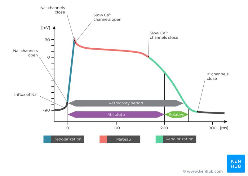 Cardiomyocytes action potential