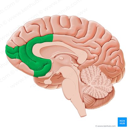 Ventromedial prefrontal cortex (Cortex prefrontalis ventromedialis); Image: Yousun Koh