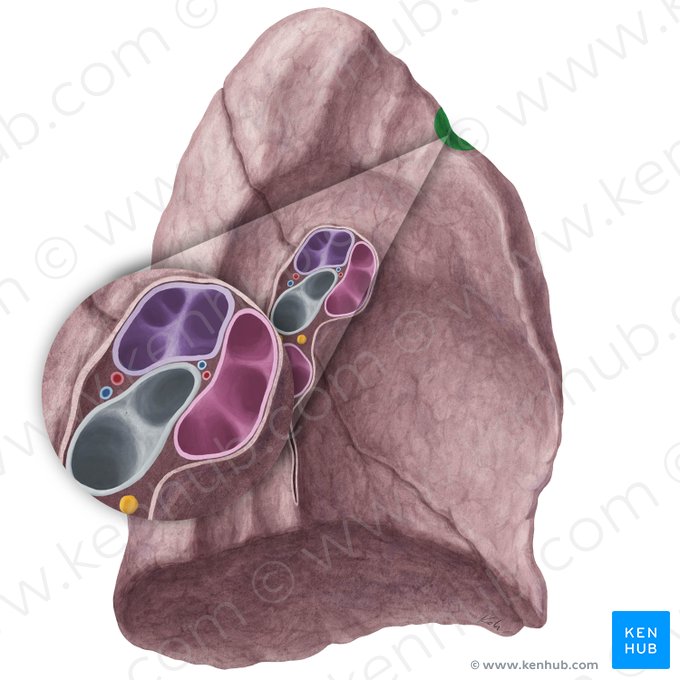 Impression for 1st rib of left lung (Impressio costae primae pulmonis sinistri); Image: Yousun Koh