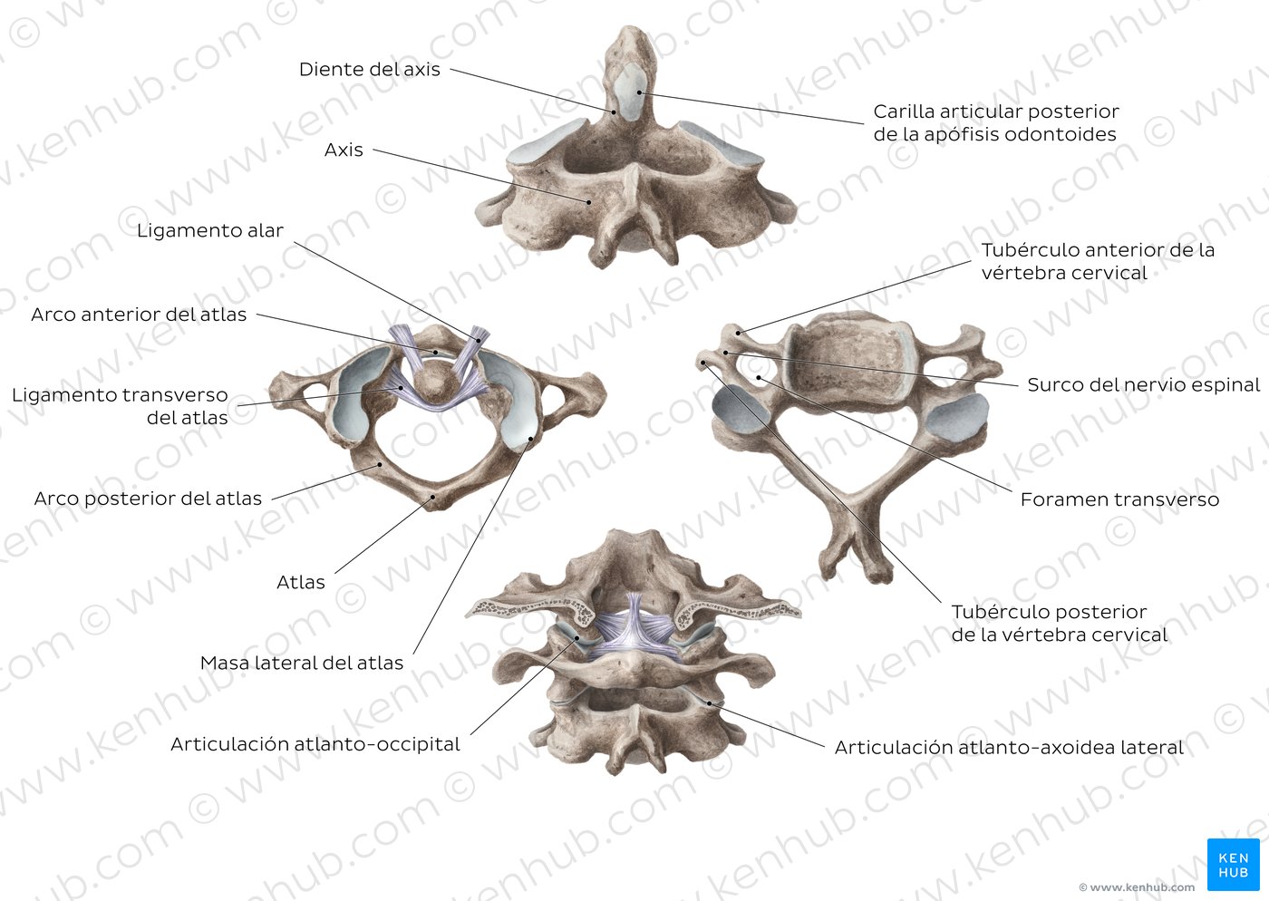 Vértebras cervicales Anatomía, ligamentos y lesiones Kenhub