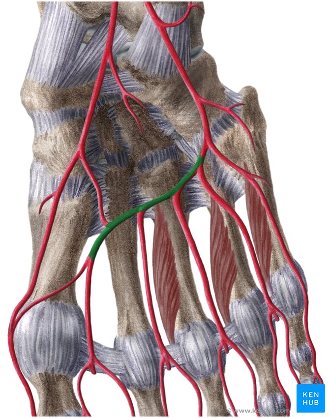 Deep plantar arch - caudal view