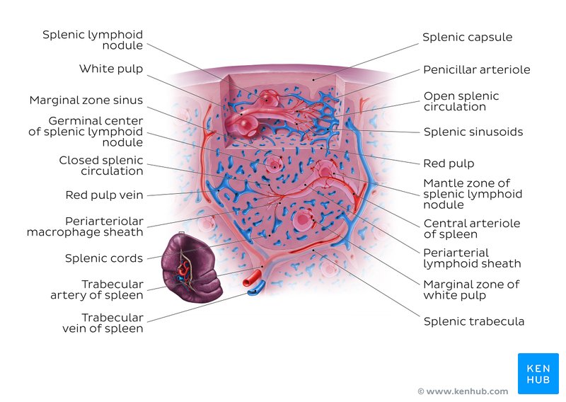 Spleen blood vessels and microcirculation (overview diagram)