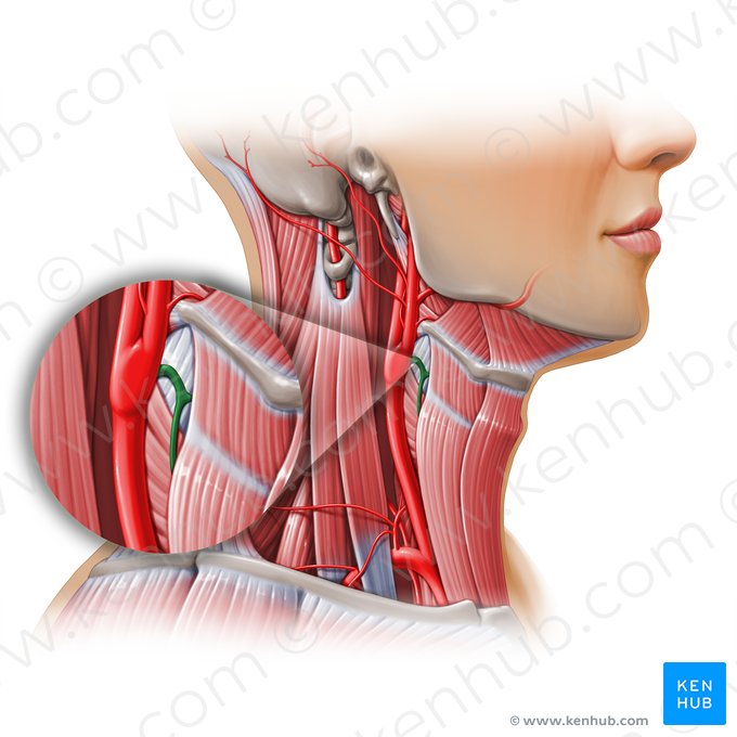 Artéria tireóidea superior (Arteria thyroidea superior); Imagem: Paul Kim