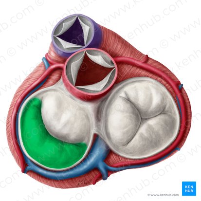 Cúspide posterior de la valva atrioventricular izquierda (Cuspis posterior valvae atrioventricularis sinistrae); Imagen: Yousun Koh