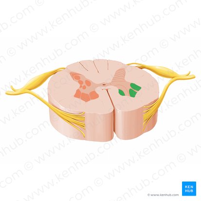 Lámina espinal IX (Lamina spinalis IX); Imagen: Paul Kim