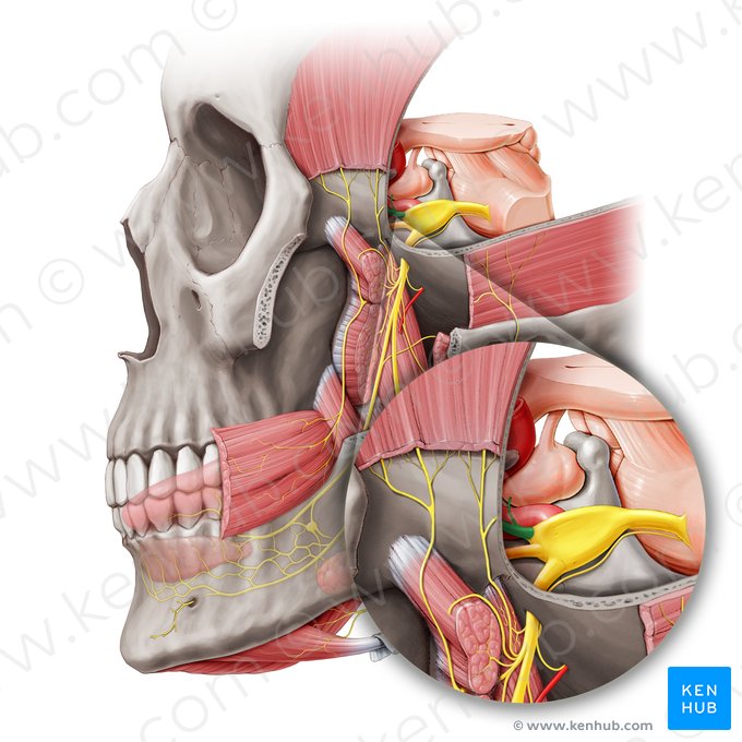 Nervo oftálmico (Nervus ophthalmicus); Imagem: Paul Kim