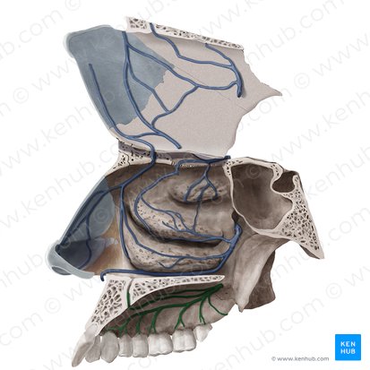 Greater palatine vein (Vena palatina major); Image: Begoña Rodriguez