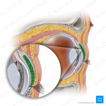 Tarso superior da pálpebra (Tarsus superior palpebrae); Imagem: Paul Kim