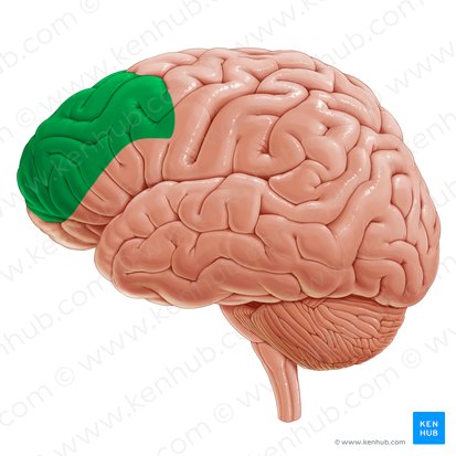 Corteza prefrontal dorsolateral (Cortex prefrontalis dorsolateralis); Imagen: Paul Kim