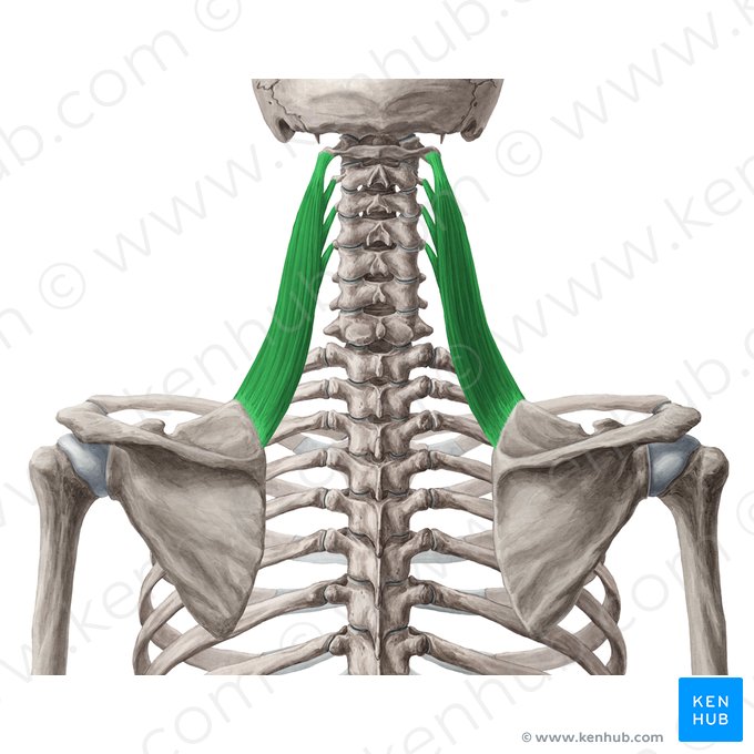 Músculo levantador da escápula (Musculus levator scapulae); Imagem: Yousun Koh