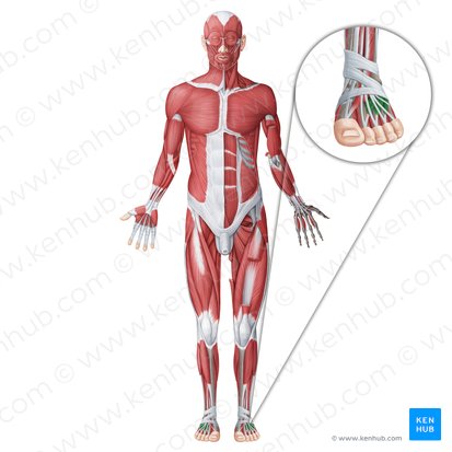 Extensor digitorum brevis muscle (Musculus extensor digitorum brevis); Image: Irina Münstermann