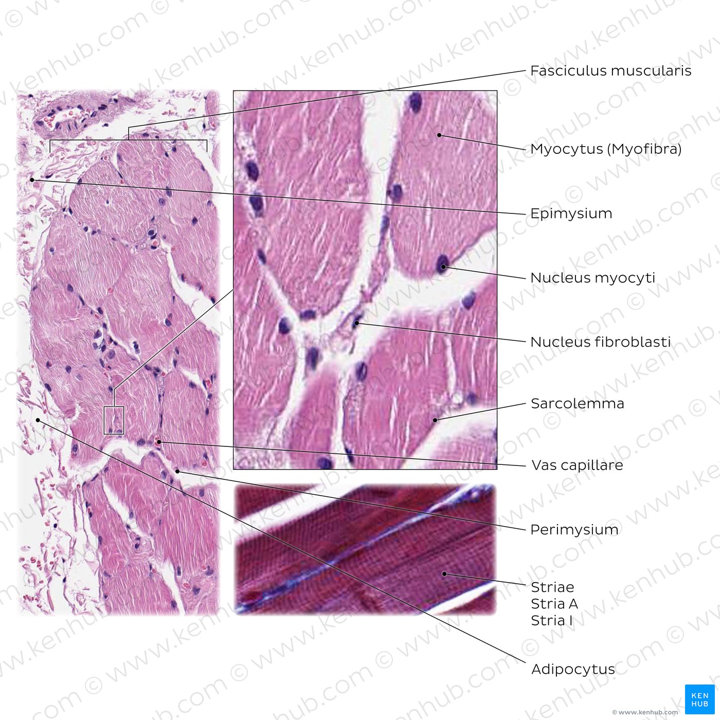 Beispiel einer histologischen Darstellung: Skelettmuskelgewebe