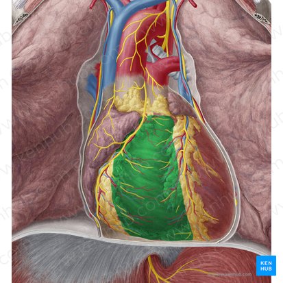 Ventrículo direito do coração (Ventriculus dexter cordis); Imagem: Yousun Koh