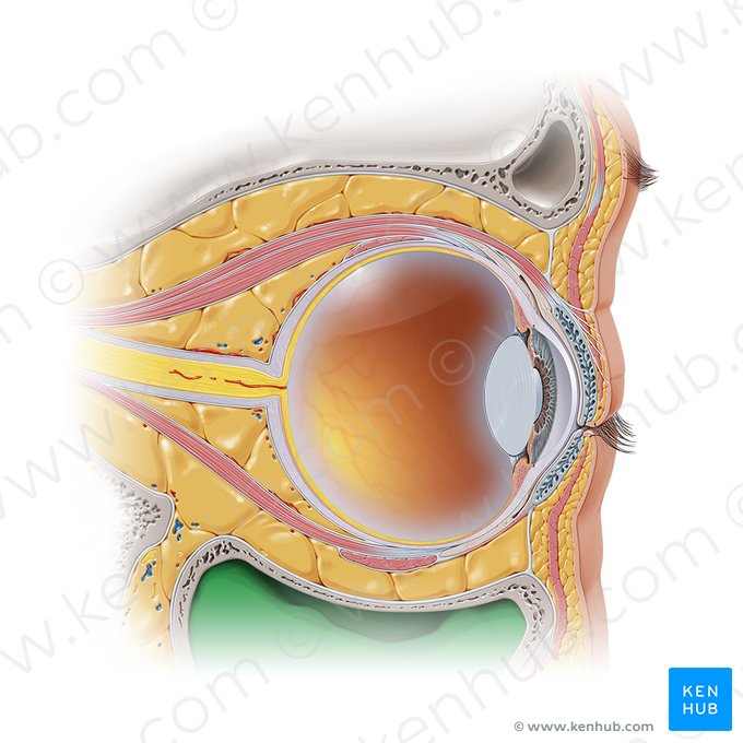 Seio maxilar (Sinus maxillaris); Imagem: Paul Kim