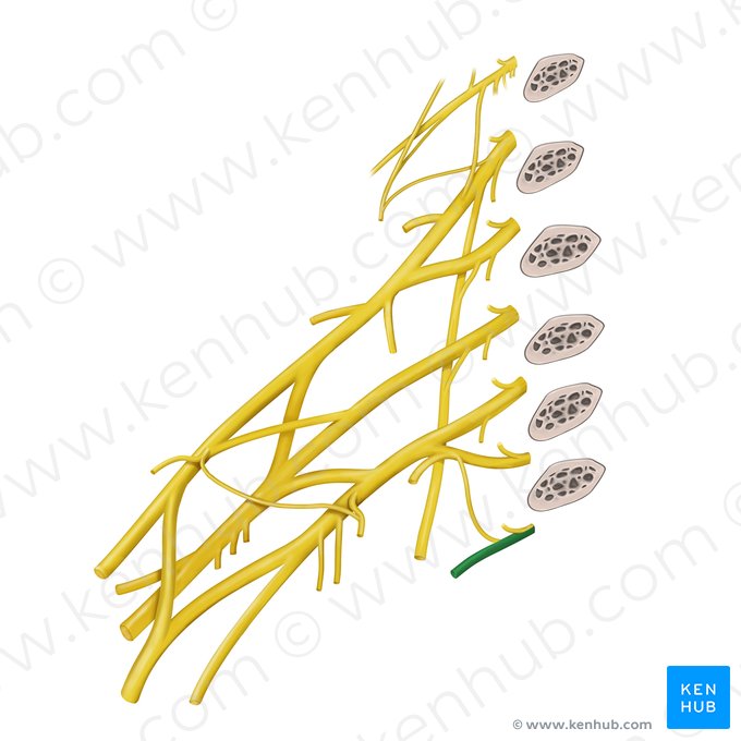 2nd intercostal nerve (Nervus intercostalis 2); Image: Paul Kim