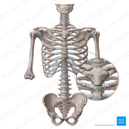 Manubriosternal joint (Symphysis manubriosternalis); Image: Yousun Koh