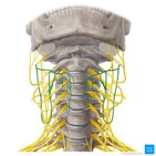 Asa cervical