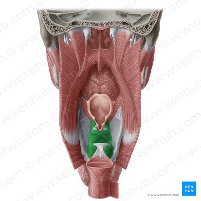 Musculi laryngis (Kehlkopfmuskulatur); Bild: Yousun Koh