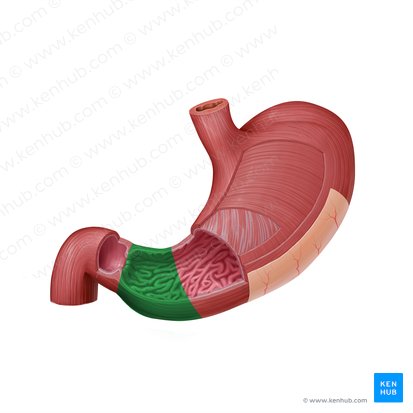 Porción pilórica del estómago (Pars pylorica gastris); Imagen: Paul Kim