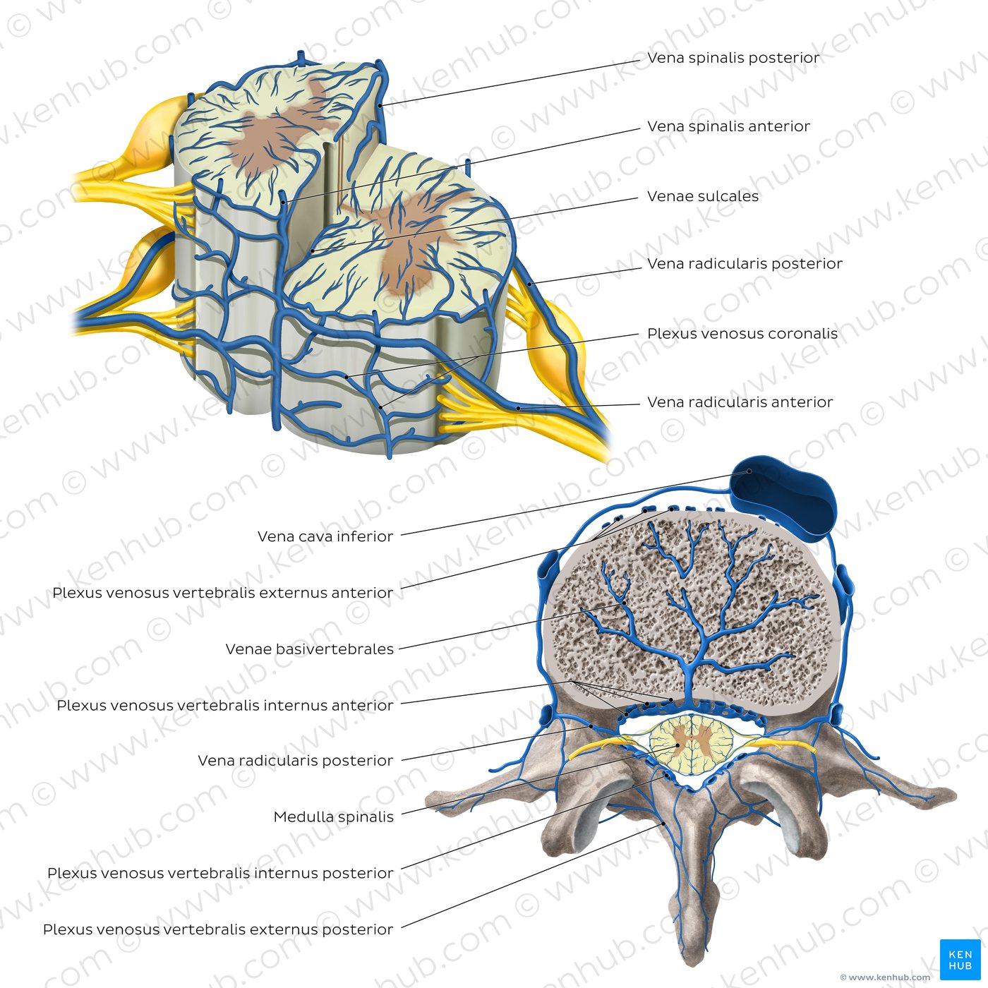 Veins of the spinal cord