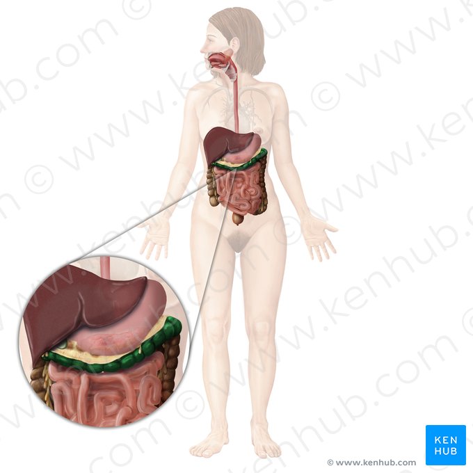 Cólon transverso (Colon transversum); Imagem: Begoña Rodriguez