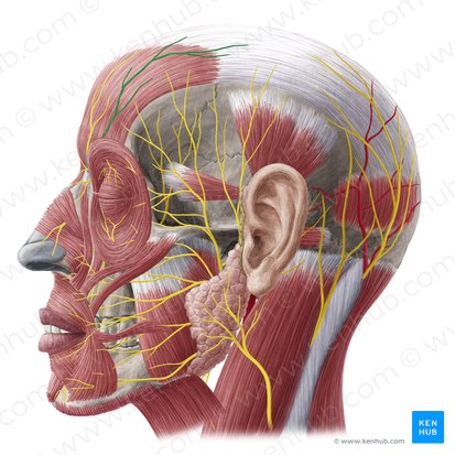 Supraorbital nerve (Nervus supraorbitalis); Image: Yousun Koh