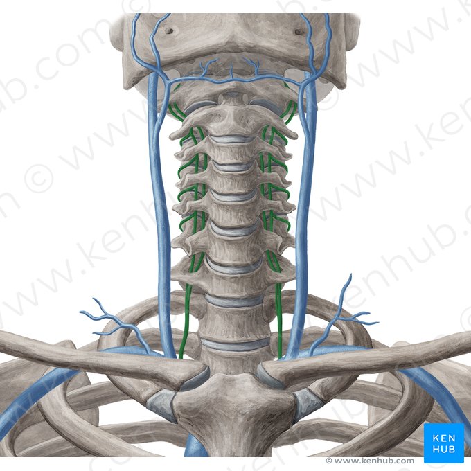 Veia vertebral (Vena vertebralis); Imagem: Yousun Koh