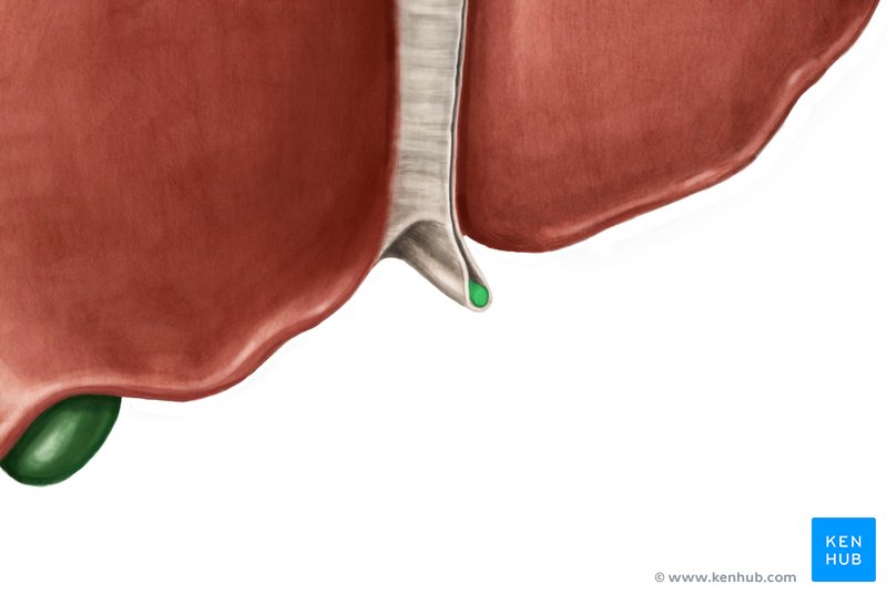 Umbilical vein - ventral view