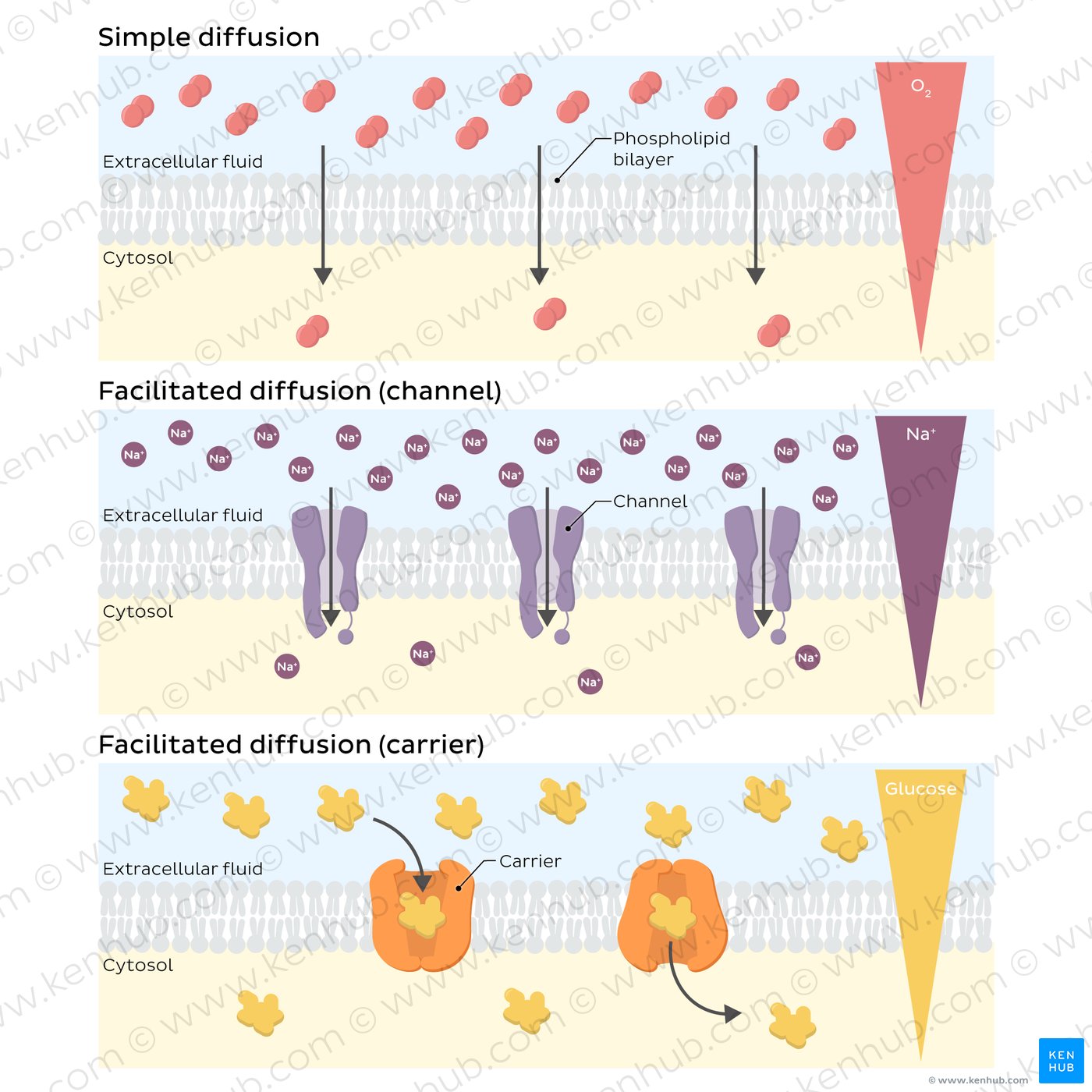 Illustration of simple diffusion of oxygen, and facilitated diffusion of sodium via channel and of glucose via uniport carrier