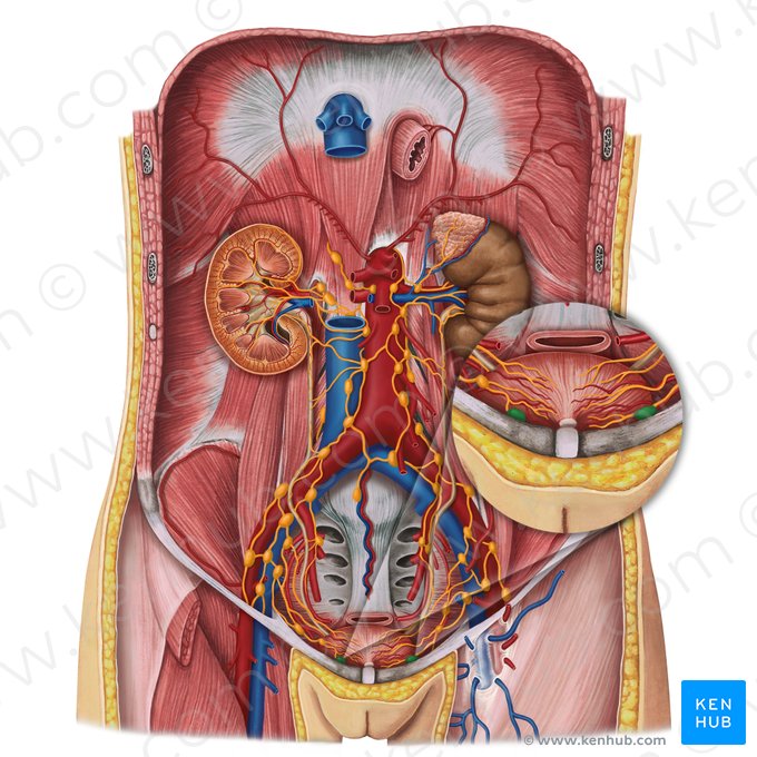 Prevesical lymph nodes (Nodi lymphoidei prevesicales); Image: Irina Münstermann