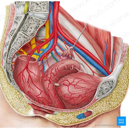 Artère vésicale inférieure gauche (Arteria vesicalis inferior sinistra); Image : Irina Münstermann