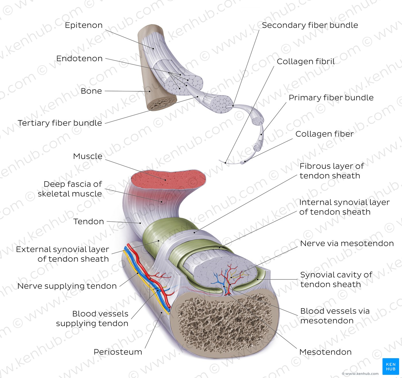 Tendon: Overview