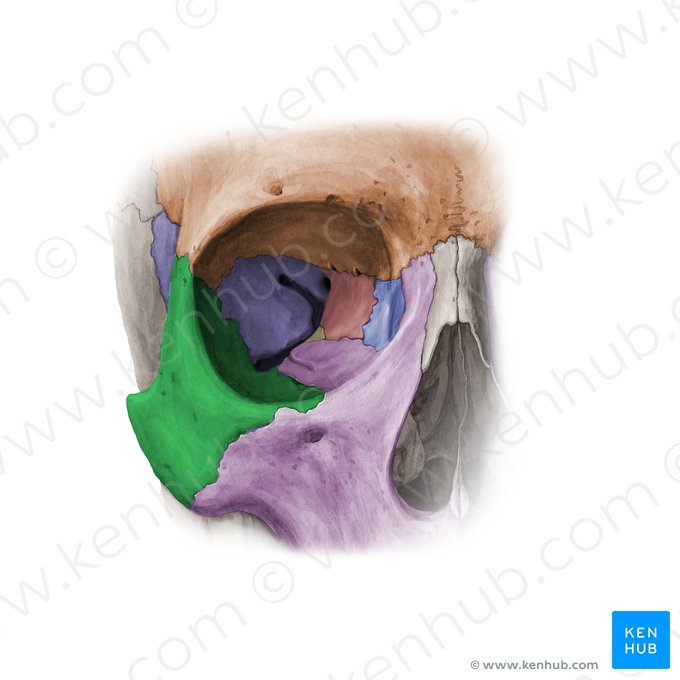 Osso zigomático (Os zygomaticum); Imagem: Paul Kim