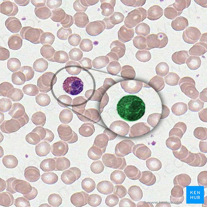 Eosinófilo (Granulocytus eosinophilus); Imagen: 