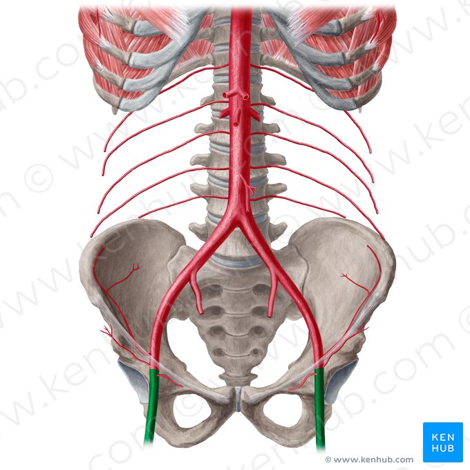 Femoral artery (Arteria femoralis); Image: Liene Znotina