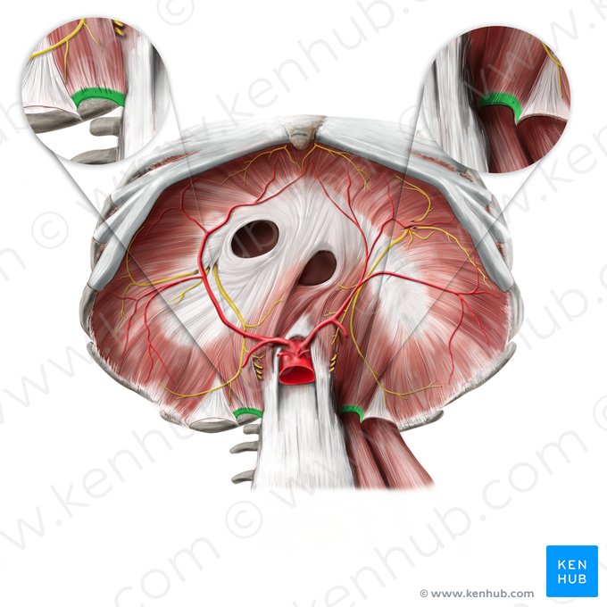 Medial arcuate ligament (Ligamentum arcuatum mediale); Image: Stephan Winkler