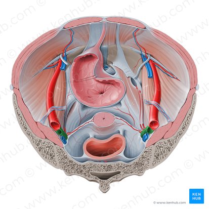 Arteria ilíaca interna (Arteria iliaca interna); Imagen: Paul Kim