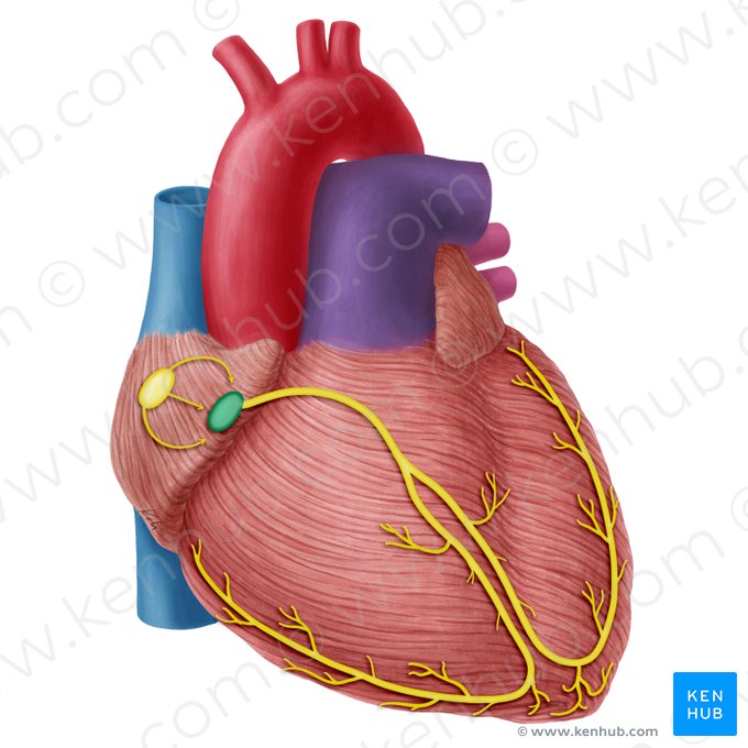 Nodo atrioventricular (Nodus atrioventricularis); Imagen: Yousun Koh