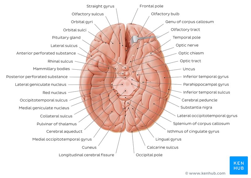Basal view of the brain showing the midbrain and related structures