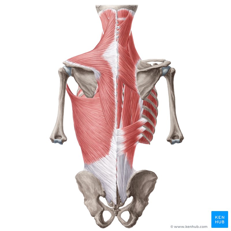 Back abdominal online muscles