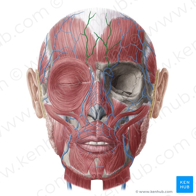 Supratrochlear vein (Vena supratrochlearis); Image: Yousun Koh