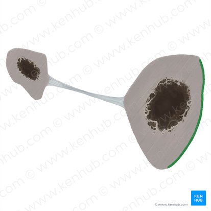 Cara medial de la tibia (Facies medialis tibiae); Imagen: Tal Bavli Ziv