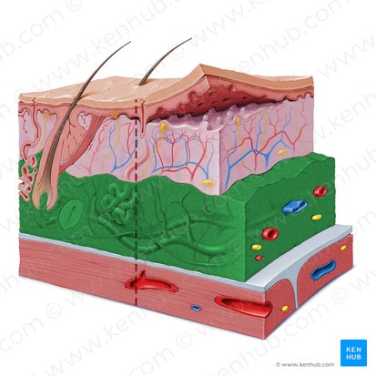 Subcutaneous tissue (Tela subcutanea); Image: Paul Kim