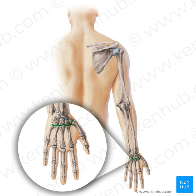 Carpometacarpal joints (Articulationes carpometacarpeae); Image: Paul Kim