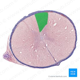 Funiculus posterior medullae spinalis (Hinterstrang des Rückenmarks); Bild: 