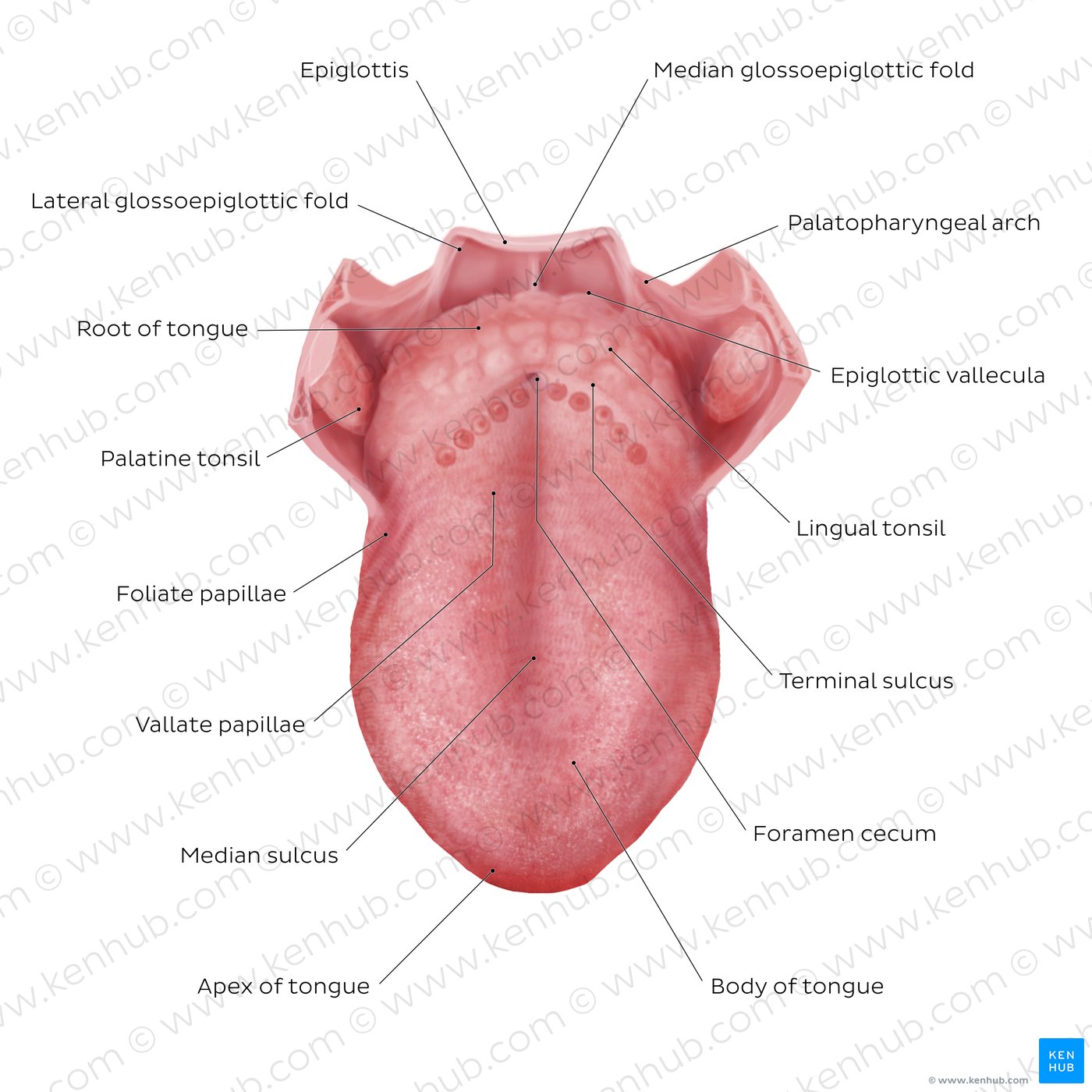 Structure of the tongue (superior view)