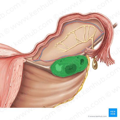 Ovary (Ovarium); Image: Samantha Zimmerman