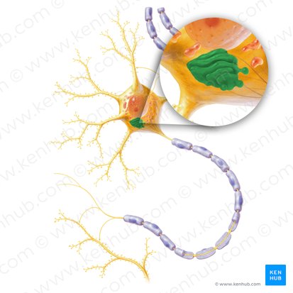 Aparato de Golgi (Apparatus golgiensis); Imagen: Paul Kim